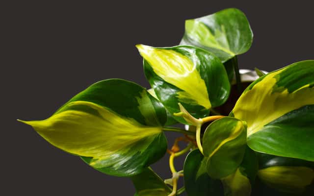Filodendrony – tropikalne kwiaty łatwe do pielęgnacji w domu